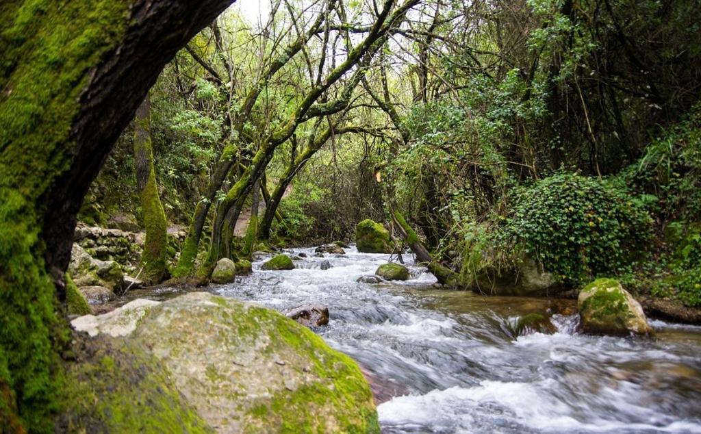 El Rincon De Las Higueras El Bosque Esterno foto